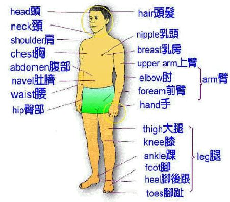 身體部位圖|3D 人體解剖圖庫 